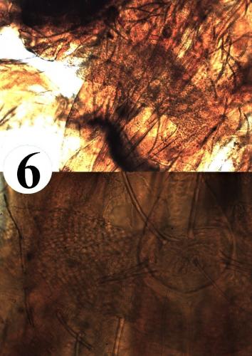 Réf. 216 734 : Erythraeus nivalis
